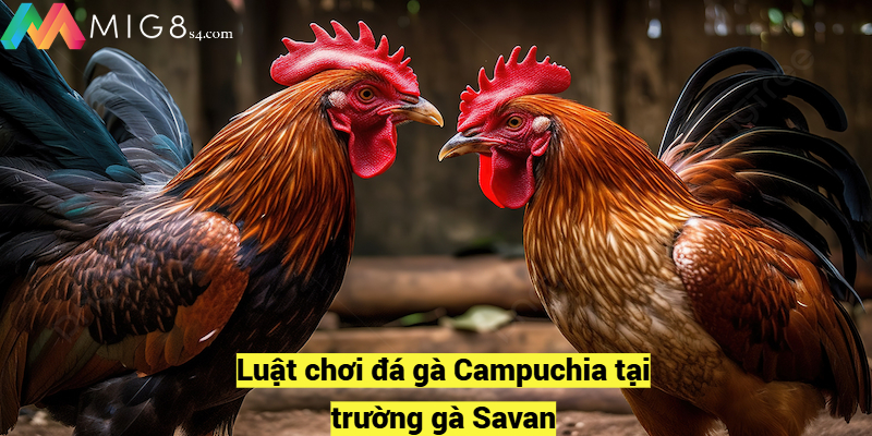 Luật chơi đá gà Campuchia tại trường gà Savan 